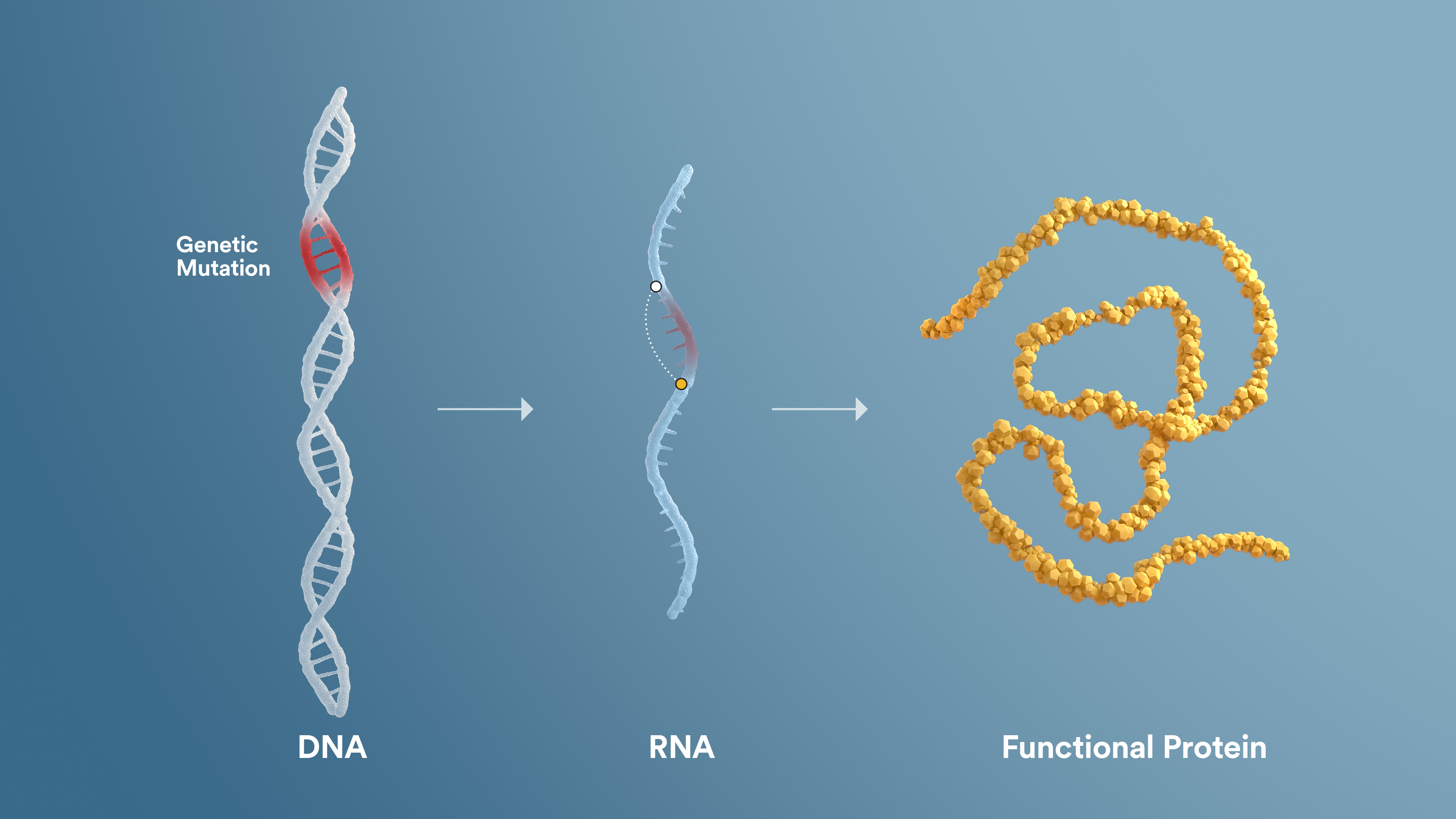 RNA exon skipping